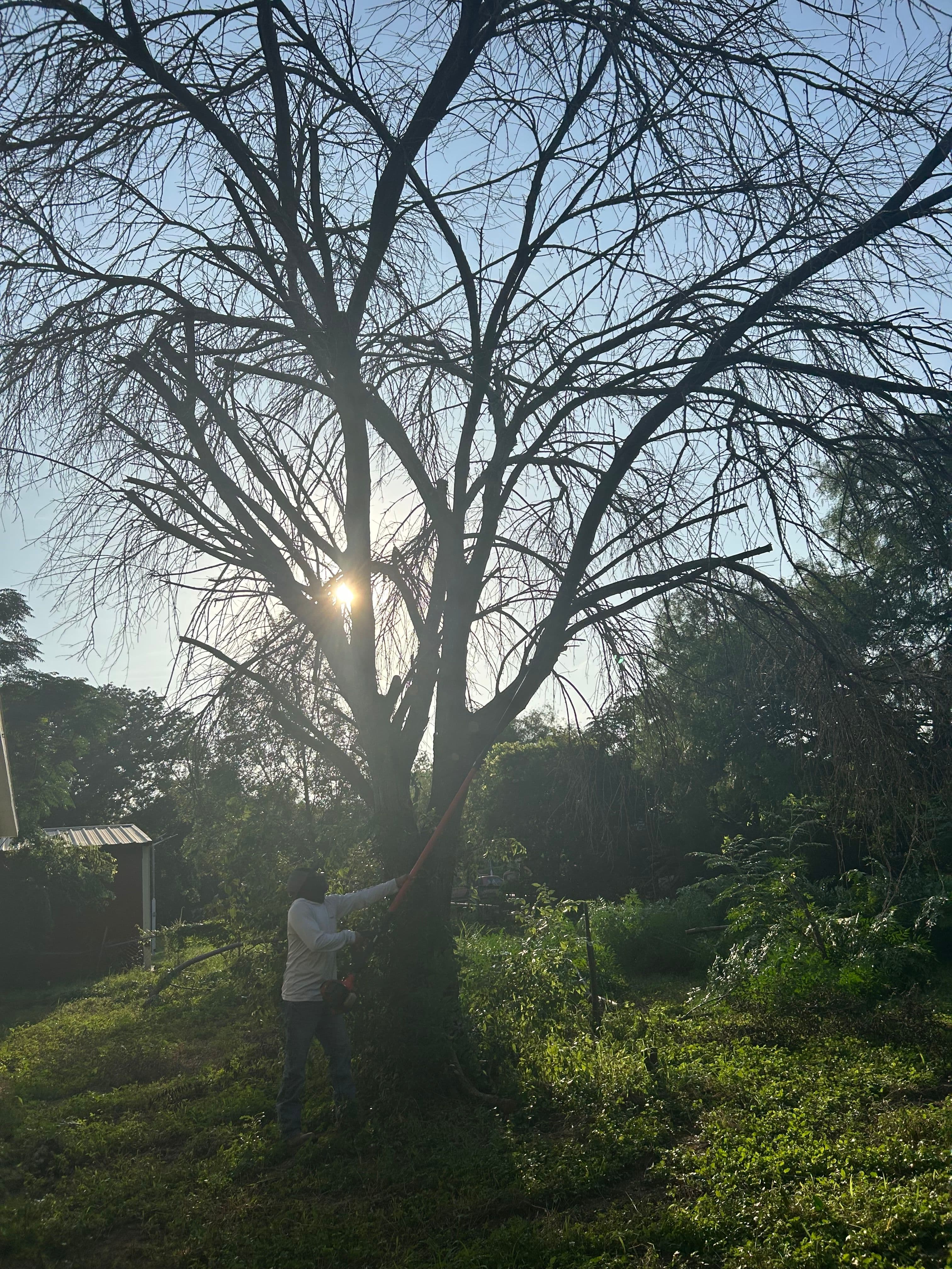 Tree Trim service